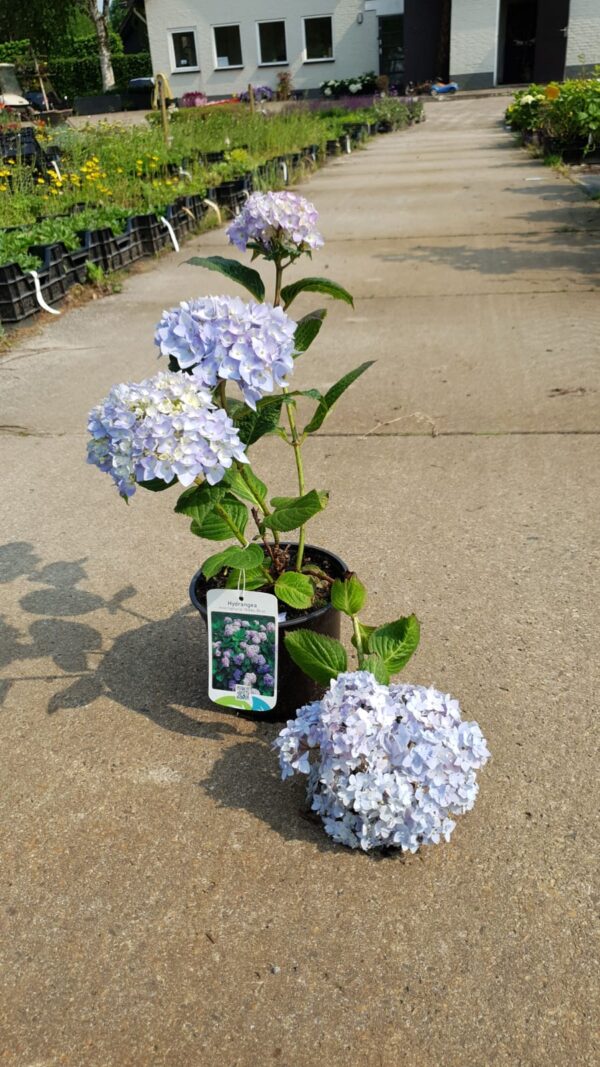 Hydrangea macrophylla 'Nikko Blue'</br> - Afbeelding 2