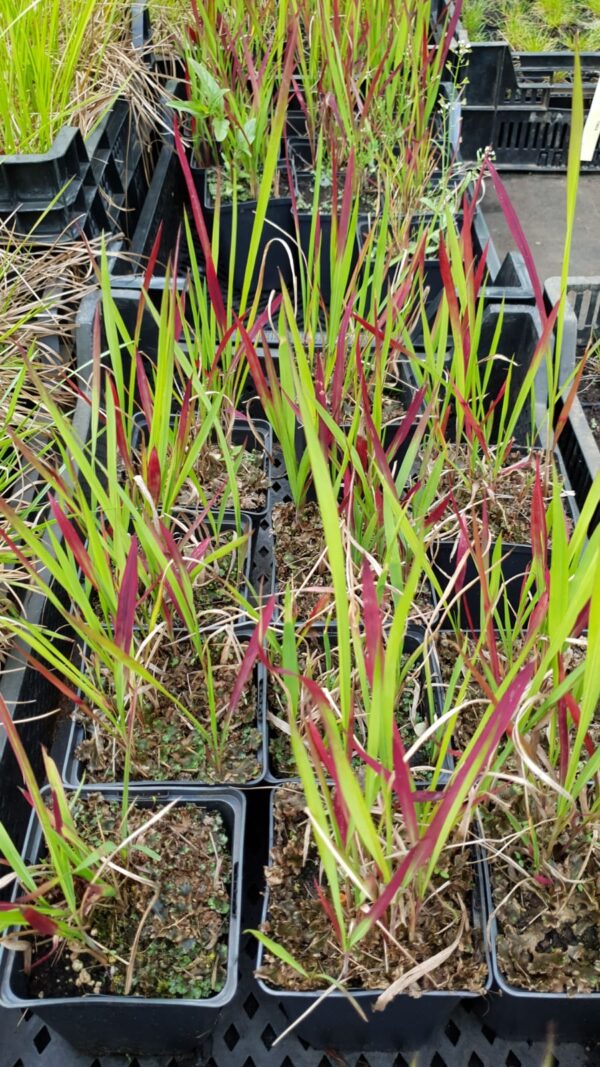 Imperata cylindrica 'Red Baron'</br> - Afbeelding 2