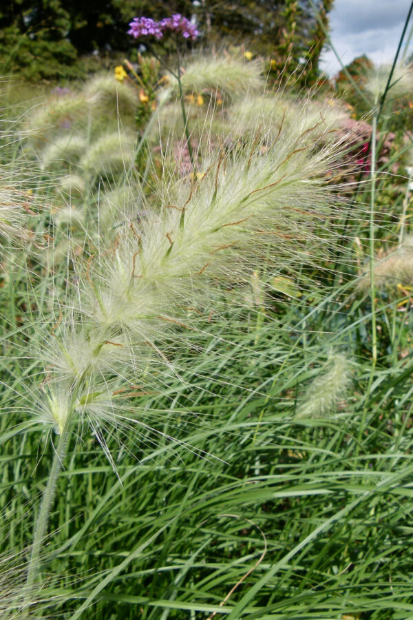 Pennisetum alopecuroides</br> - Afbeelding 2