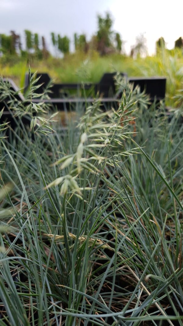 Festuca glauca Intens Blue</br> - Afbeelding 2