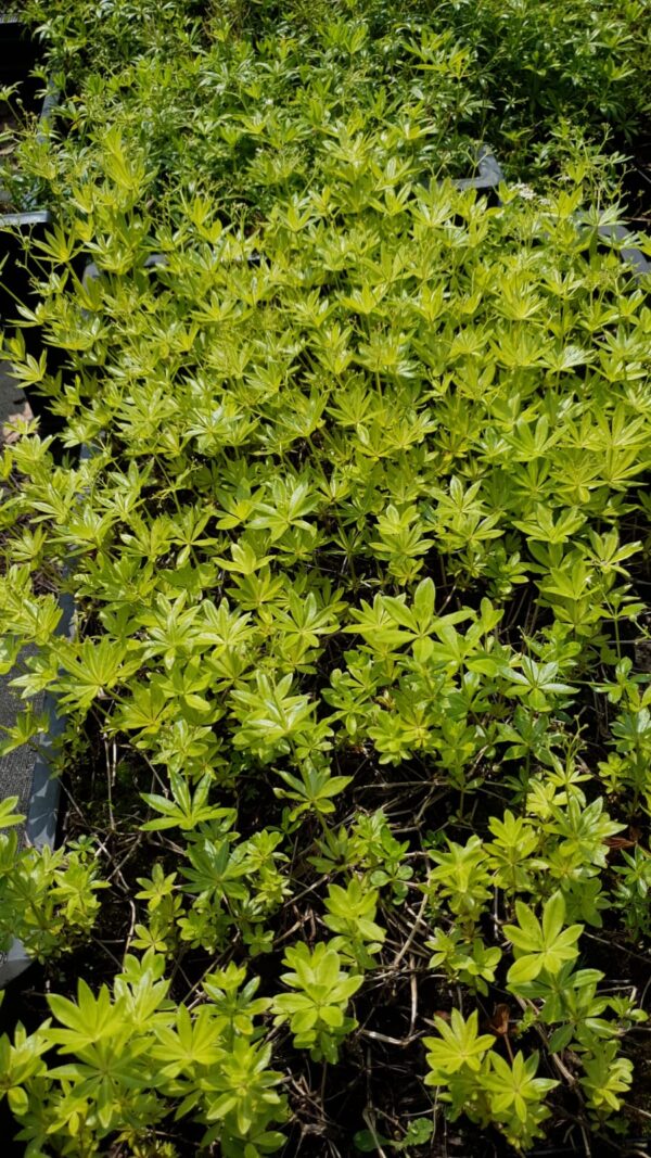 Galium odoratum</br> - Afbeelding 2