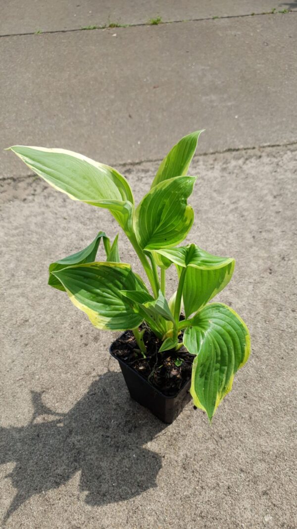 Hosta 'Fortunei Aureomarginata'</br> - Afbeelding 2