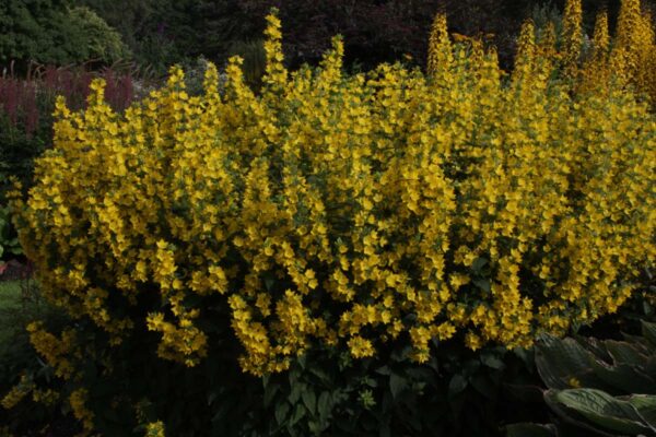 Lysimachia punctata</br> - Afbeelding 2