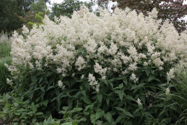 Persicaria polymorpha</br> - Afbeelding 2